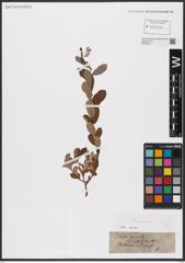 Foto von Salix aurita L.